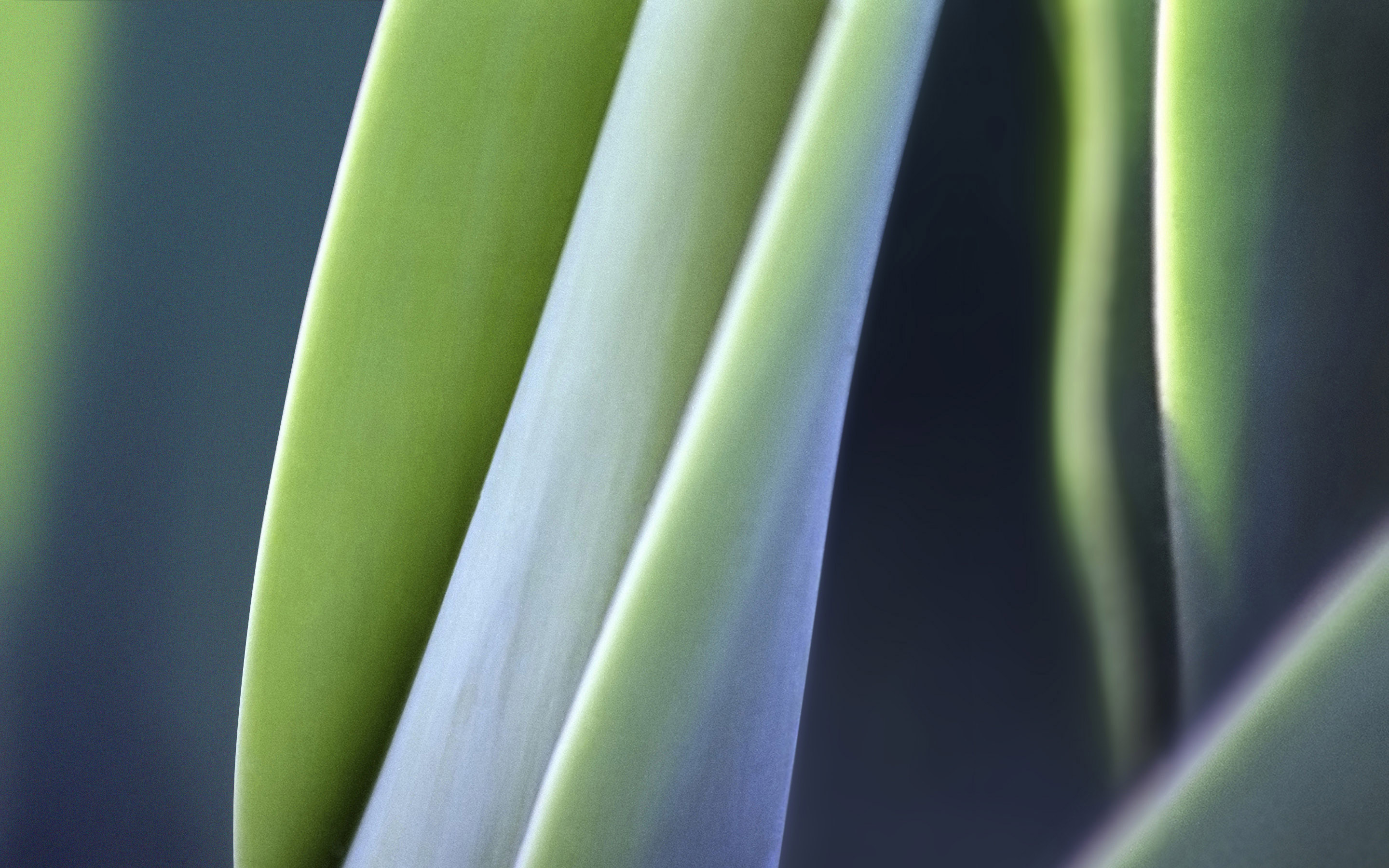 Leaves Macro HD7281311435